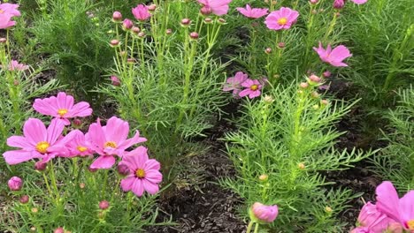 beautiful pink cosmos flowers in a garden