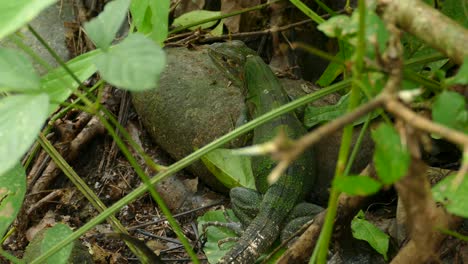 Grüner-Leguan-Posiert-In-Einer-Natürlichen-Umgebung,-Bewegungsloser-Schuss