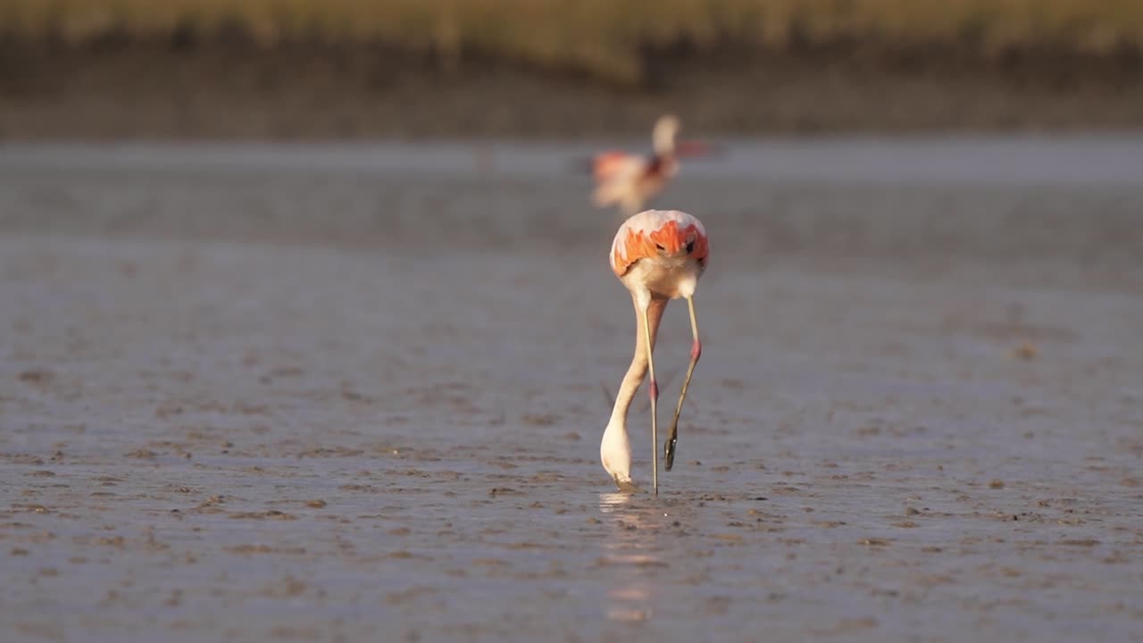 Close view of Chilean flamingo walking with head in muddy sand