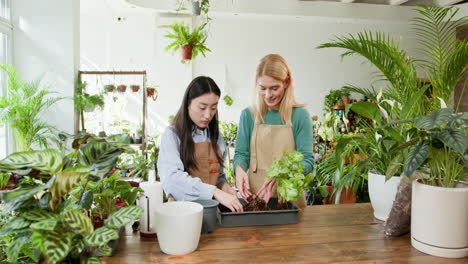 two women repotting plants in a plant shop