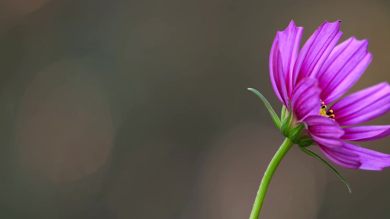 Tidsforløb af en lilla kosmosblomst, der blomstrer