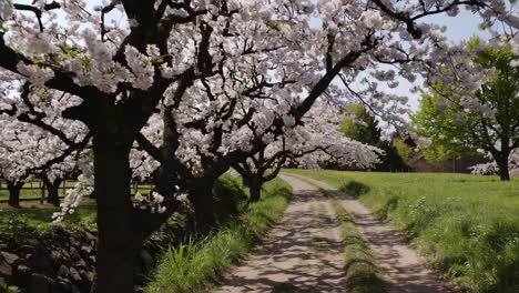 cherry blossoms line a country lane