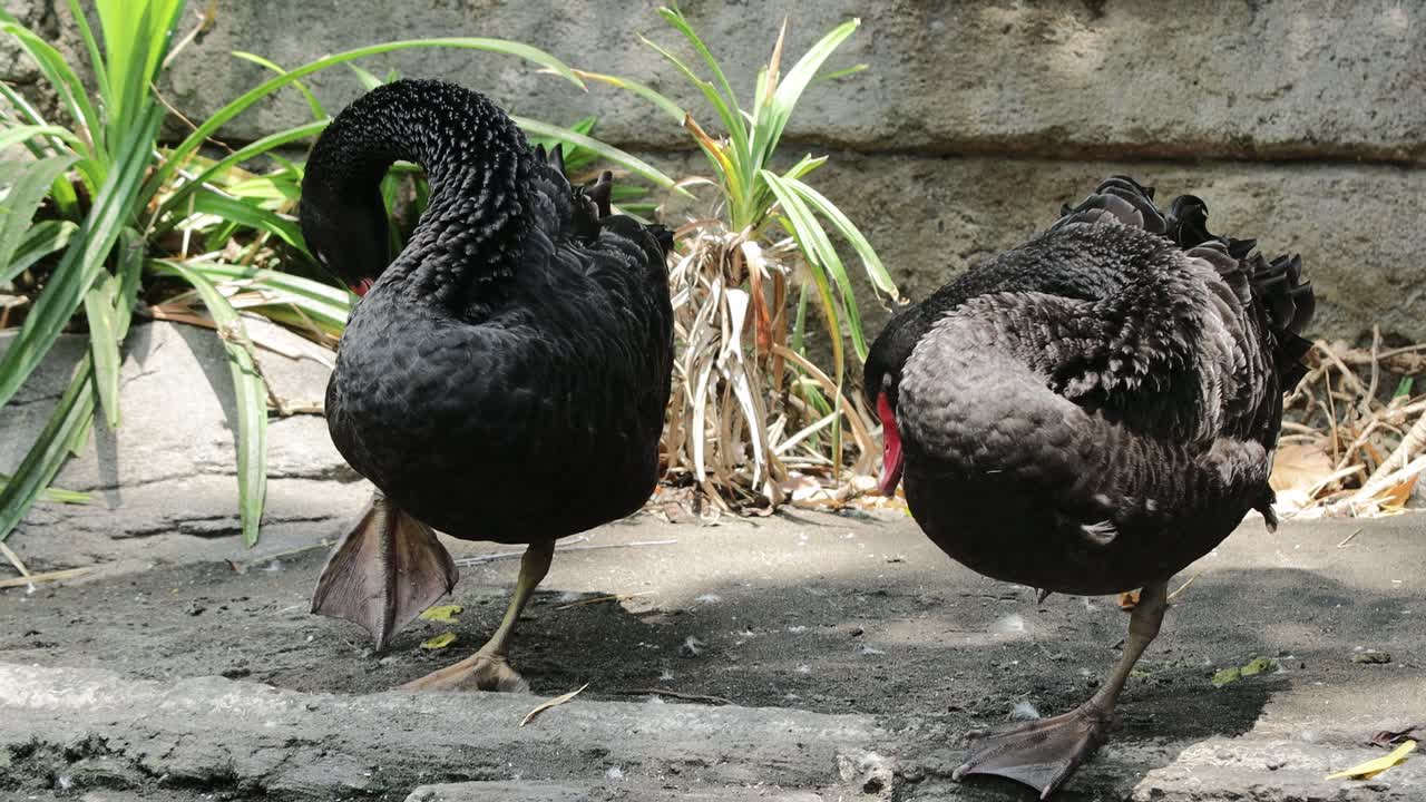 Two Black Swans Preening