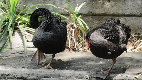 two black swans preening