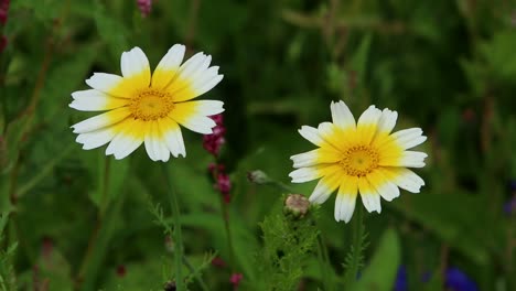 Crown-Daisy-flowers.-Wales.-UK