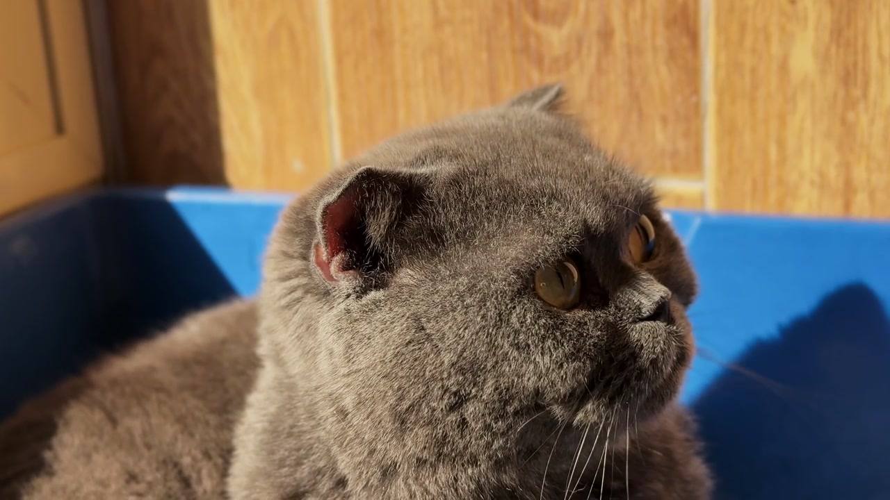 Close-up of a grey Scottish Fold cat resting indoors in a blue plastic tub. Strong natural daylight casts deep shadows across its face and the wooden wall background as it looks intently to the right.
