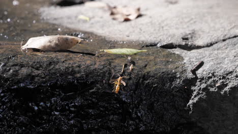 Slow-Motion-Insect-and-Fly-sit-on-Rock-with-Leaves,-China