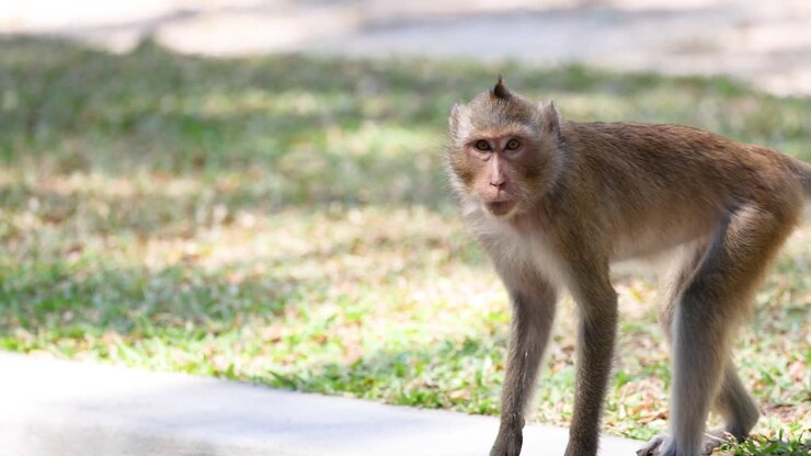 Monkey exploring surroundings in Chonburi, Thailand