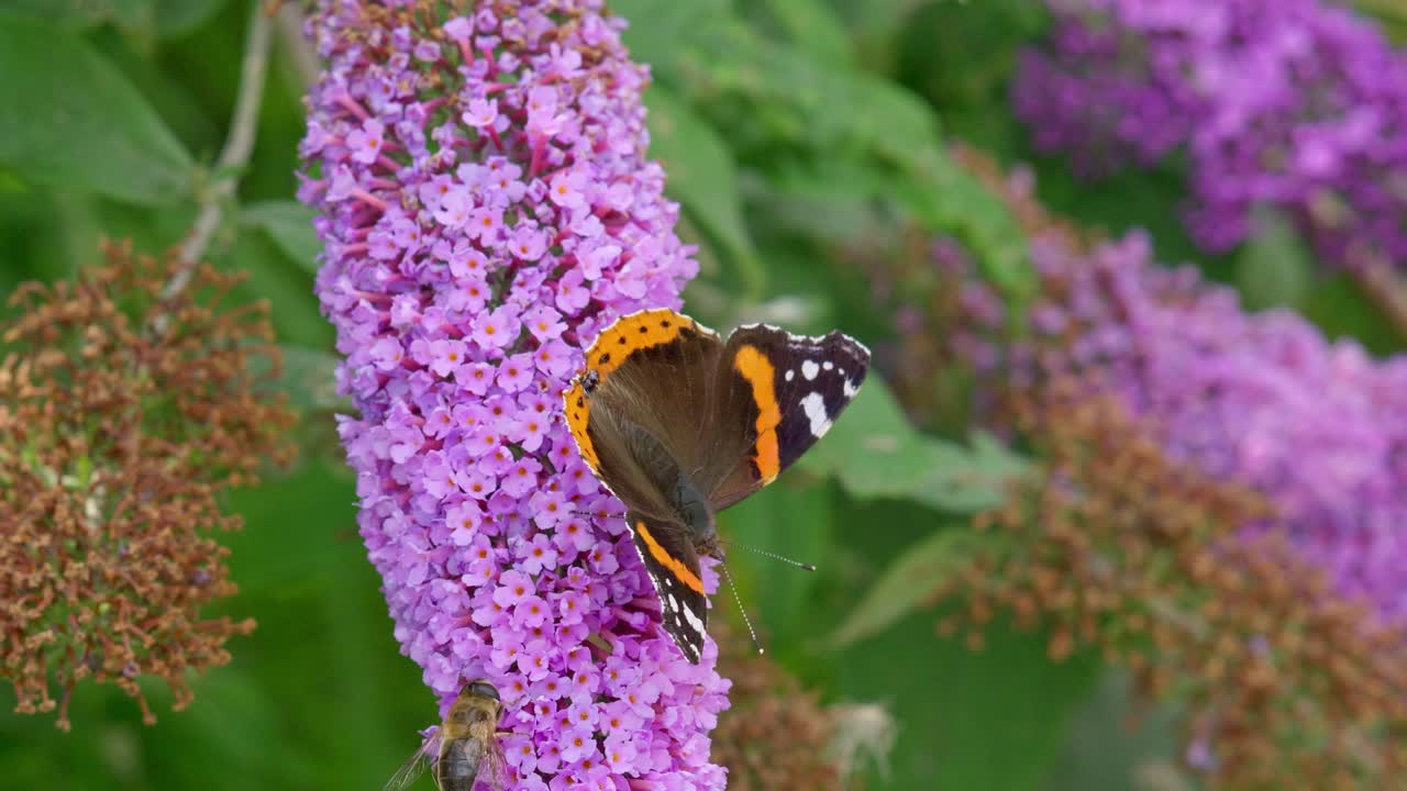 mariposa almirante roja en la flor de buddleia