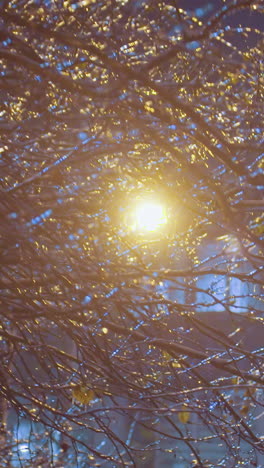 close-up of frost-covered tree branches with ice, softly illuminated by streetlight, creating a serene winter scene with dark sky and glowing branches