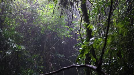 rain falling gently in a dense forest