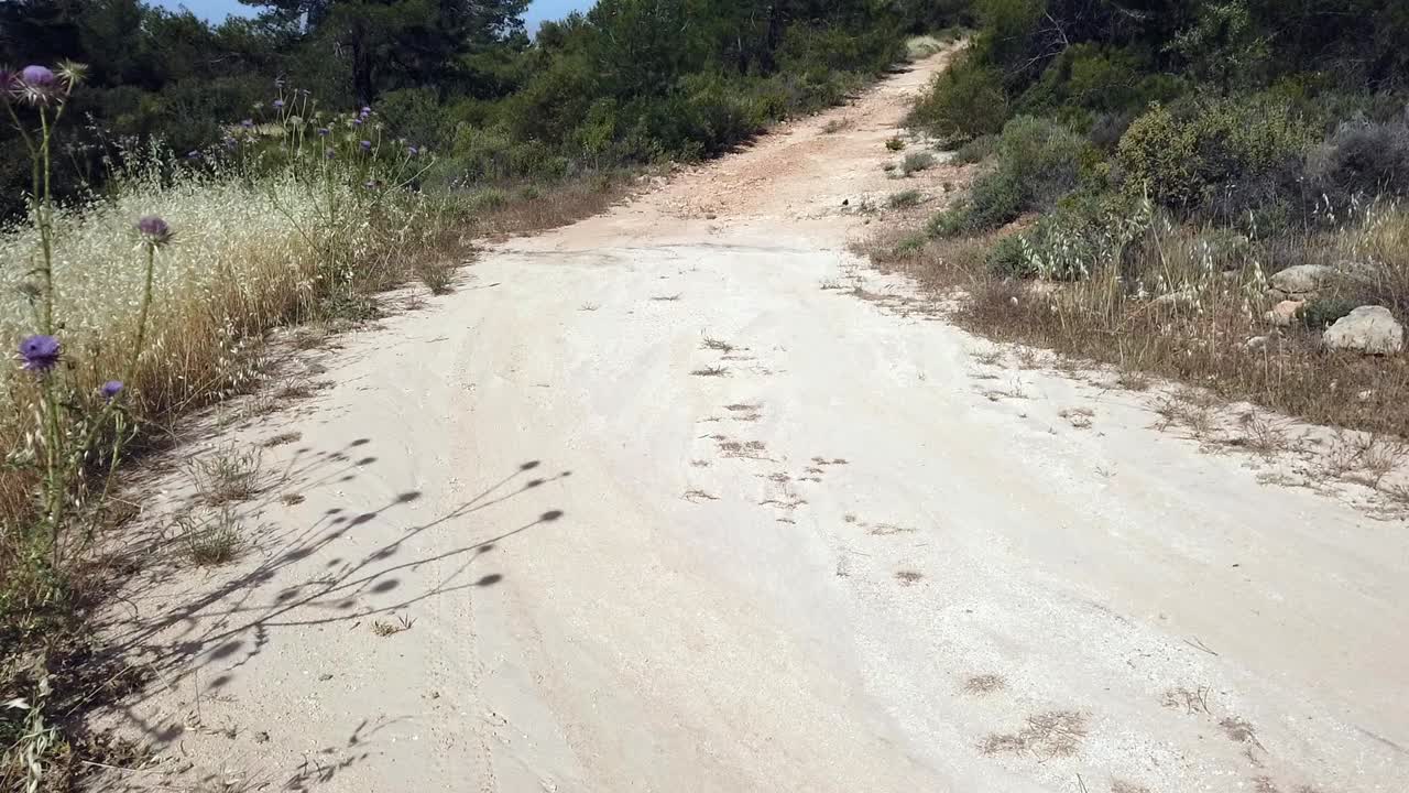A peaceful walking path winds through Souni Forest in Cyprus, surrounded by pine trees and nature. This tranquil scene invites exploration and quiet moments in the heart of the countryside.