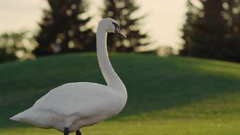 wild swan looking around in city park. big bird walking at meadow at sunset.