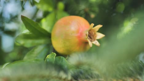 frutas frescas de granada en la rama del árbol de granada