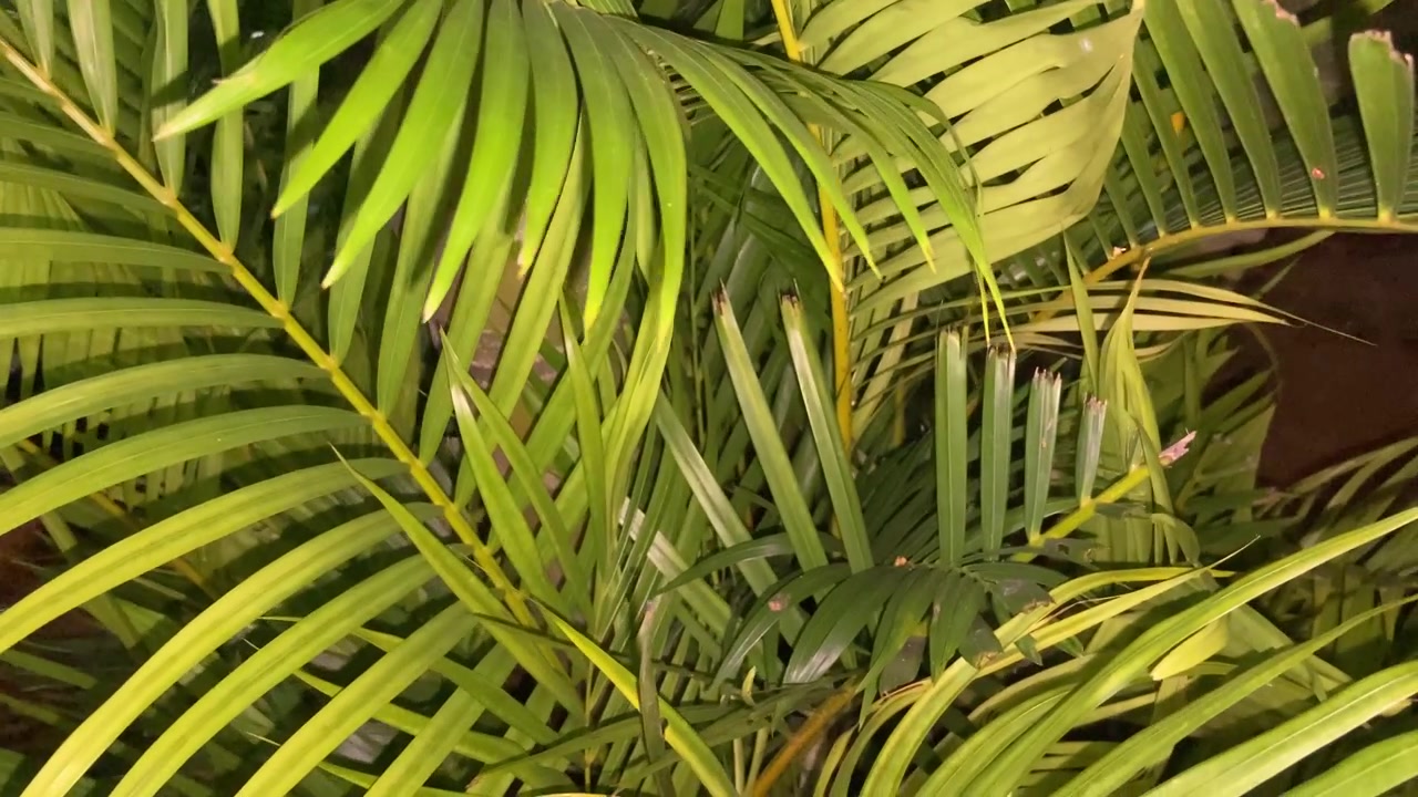 Primer plano de hojas de palma verdes meciéndose suavemente