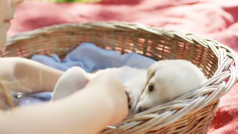 close-up view of caucasian girl hands putting a small labrador puppy in the basket on the grass in the park