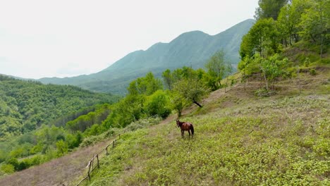 lone horse on top of the hill overlooking mountains and forest