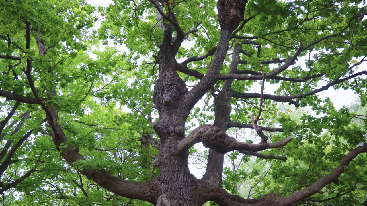Roble de agua japonés (Mizunara), naturaleza de Sapporo, Hokkaido.