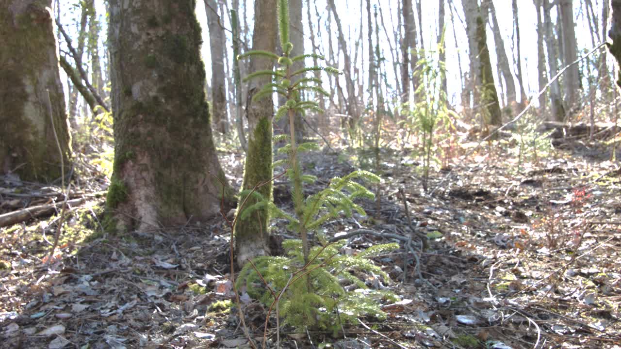 árbol joven que crece con la luz de la tarde brillando a través
