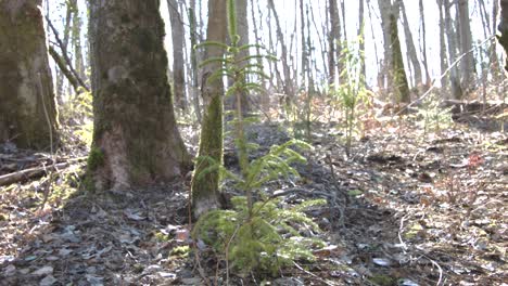 Young-tree-growing-with-afternoon-light-shining-through