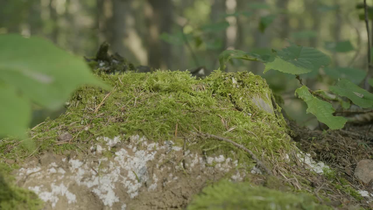 Sottobosco con ceppo d'albero coperto di muschio