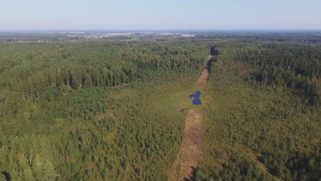 pantano formado en la sección del bosque recortado talado