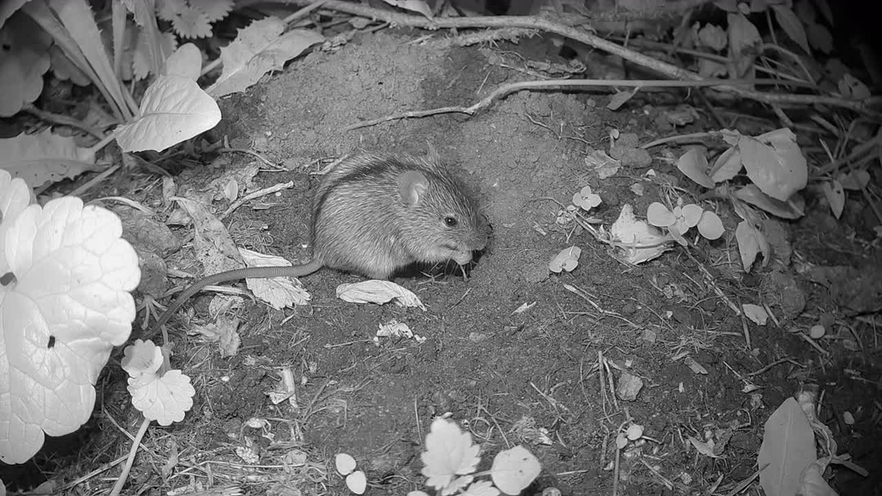 Striped field mouse (Apodemus agrarius) eating something in front of the entrance to its burrow. Estonia