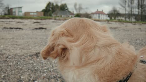 close-up of golden retriever looking around on beach