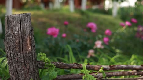 rustic wooden fence with blooming peonies