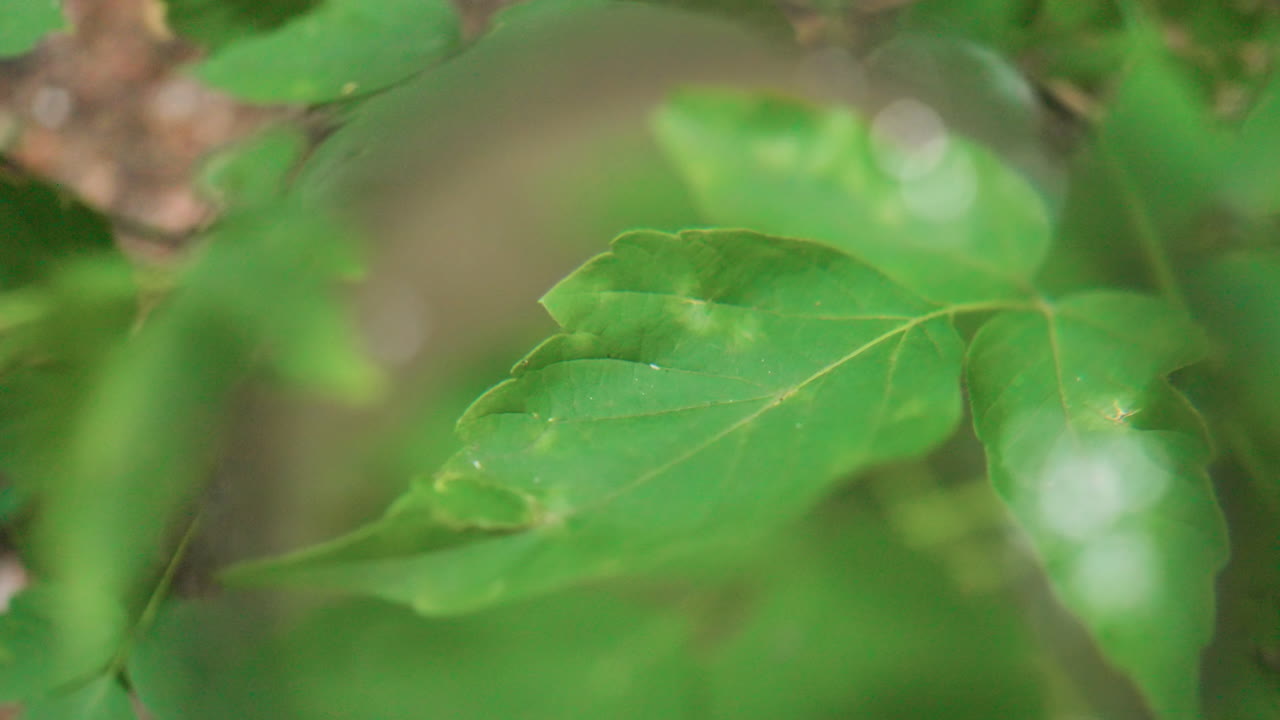 Blurred view of magnifying glass reflecting sunlight while pointed closely at green plant in forest, highlighting scientific observation, ecological research, natural study