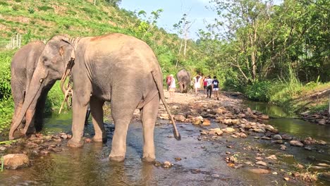elephants stand in a shallow stream surrounded by greenery, with people observing nearby.