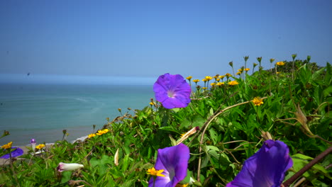 Blume,-Die-Sich-Im-Wind-Mit-Ozeanhintergrund-Bewegt