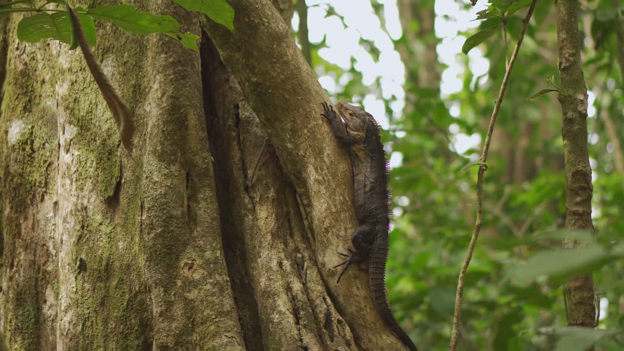 iguana descansando en el costado del árbol