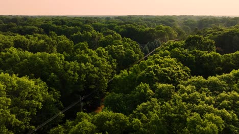 dense forest coming alive with the morning sun