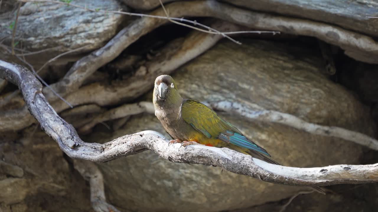 Pappagallo delle tane (Cyanoliseus patagonus) appollaiato su un ramo secco nel suo habitat naturale roccioso. Pappagallo patagonico nativo che mostra un piumaggio colorato con ali blu e ventre rossastro.