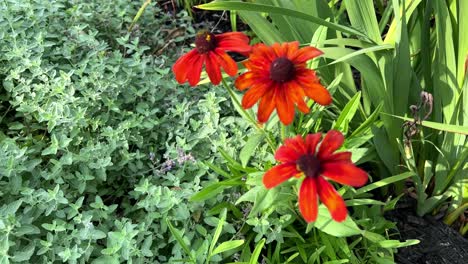 Moving-towards-a-red-black-eyed-susan-flower-amongst-other-flowers