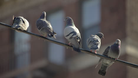 cinco palomas se sientan juntas en un alambre