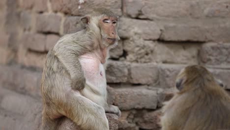 Free-Roaming-Monkey-in-Lopburi,-Thailand