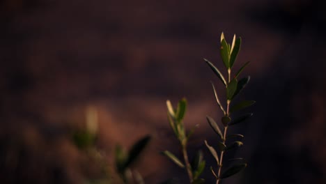 Small Olive tree branches on sunset or sunrise light on small Olive tree