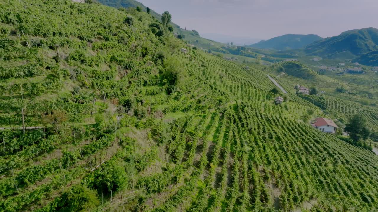 Aerial view of vineyards on steep, terraced hills. A small farmhouse is nestled among the rows. The valley below is filled with more cultivated land and a winding road