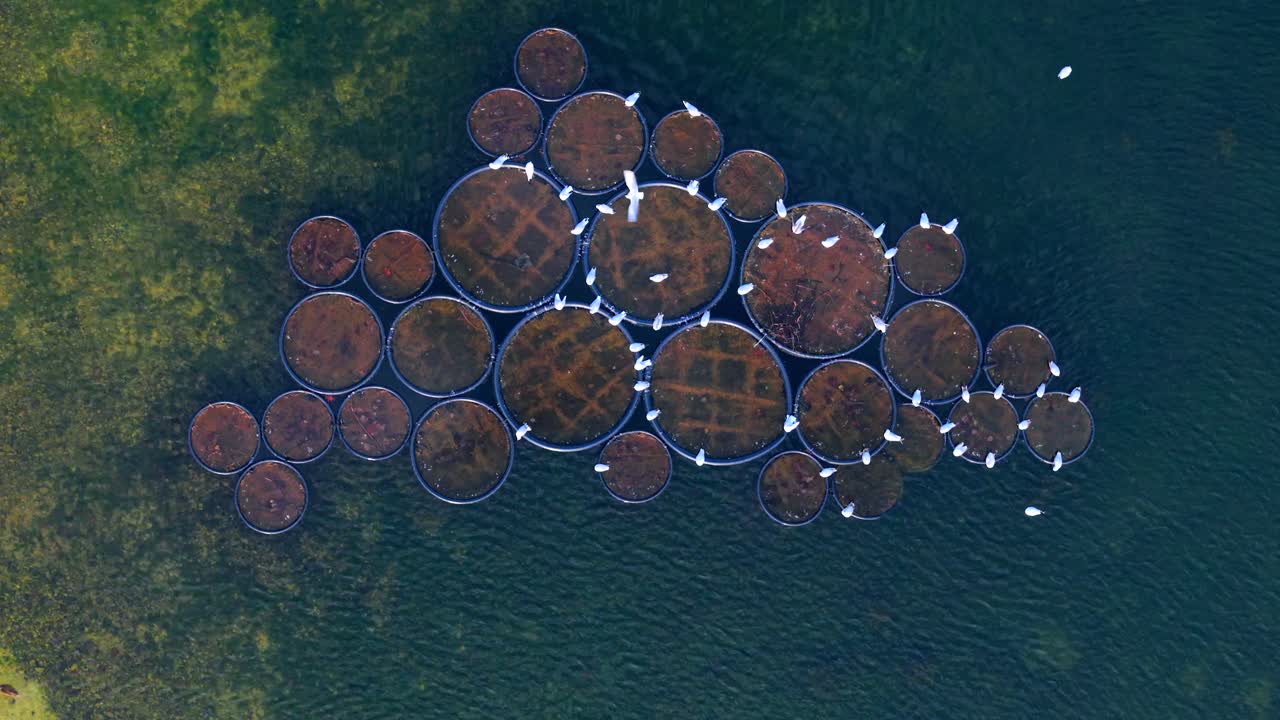 Fish farming sustainable cages in lake with seagulls around, Pola Mokotowskie park, Warsaw, Drone view