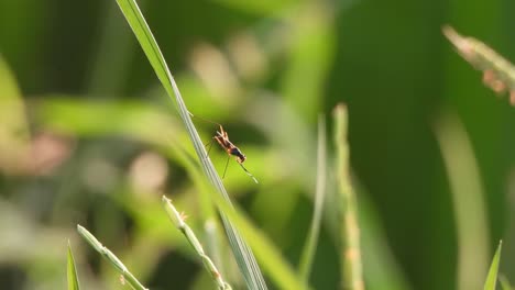 Biene-Reinigt-Beine-–-Wind-–-Augen