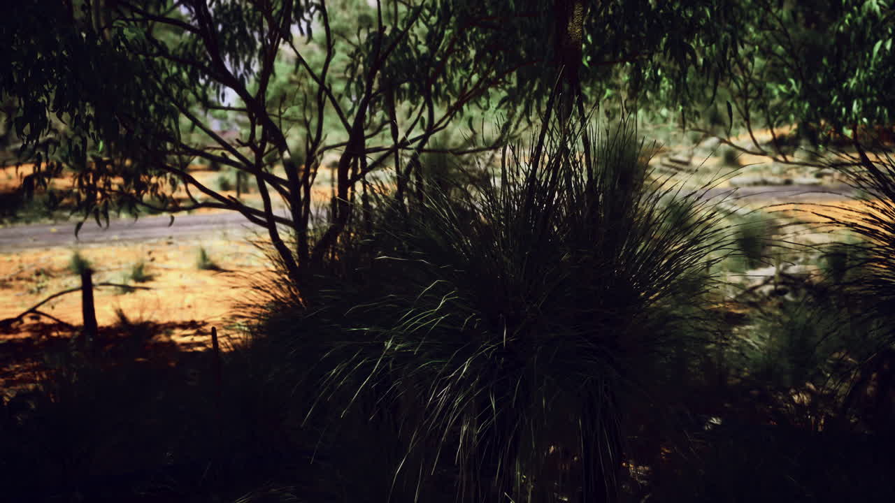 Exploring the tranquil landscape of a secluded forest at dusk