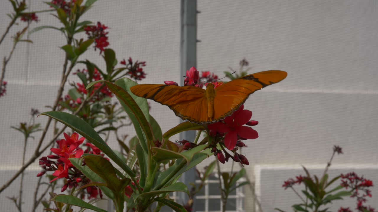 hermosa mariposa naranja en flor mientras la cámara empuja lentamente hacia adentro
