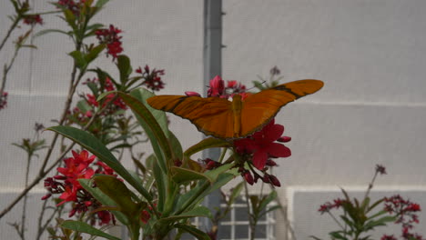 Hermosa-Mariposa-Naranja-En-Flor-Mientras-La-Cámara-Empuja-Lentamente-Hacia-Adentro