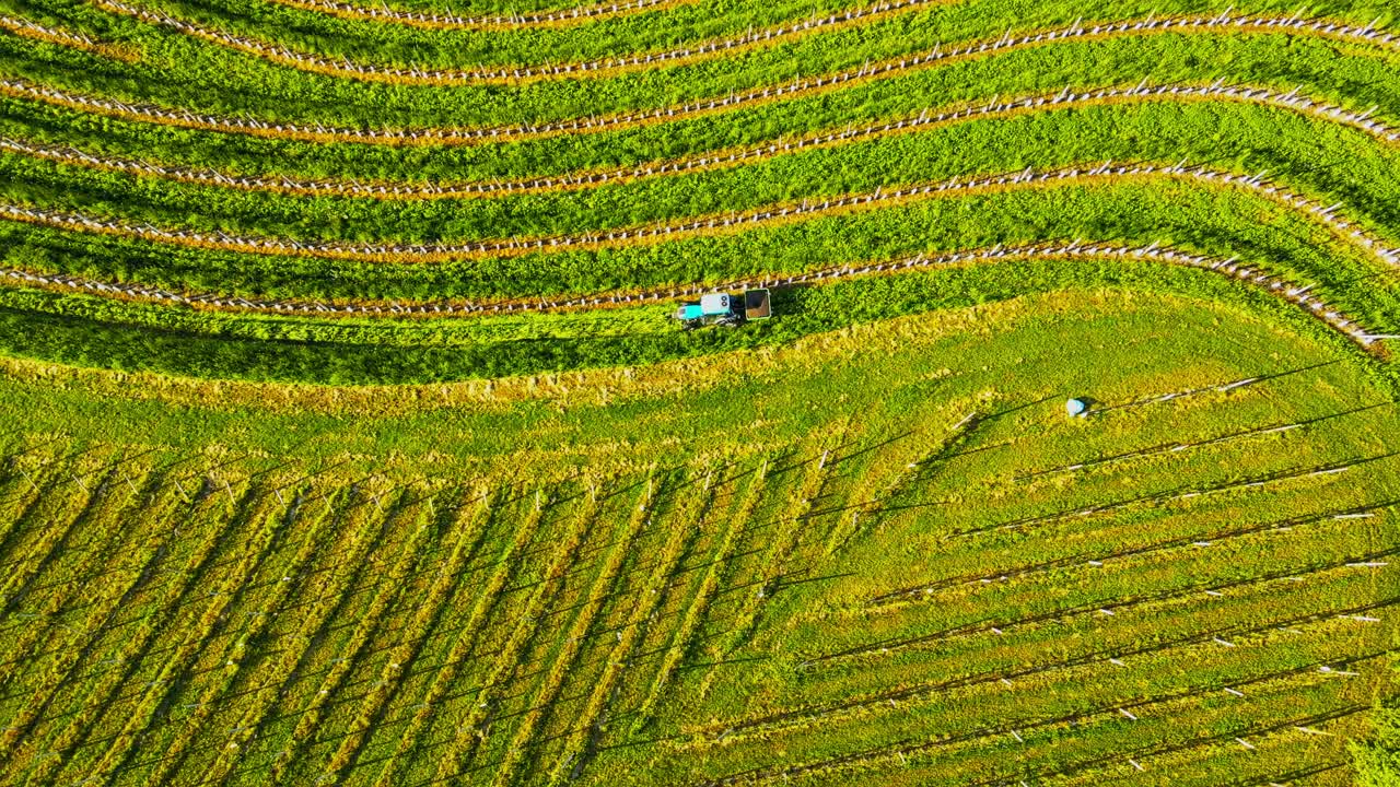 아침 해가 뜨는 동안 포도 ⁇ 에서 운전하는 트랙터의 항공 드론 4k 영상