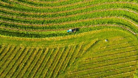 Aerial-drone-4K-footage-of-a-tractor-driving-in-vineyards-during-the-morning-sunrise