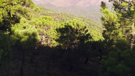 woodland on the south of spain