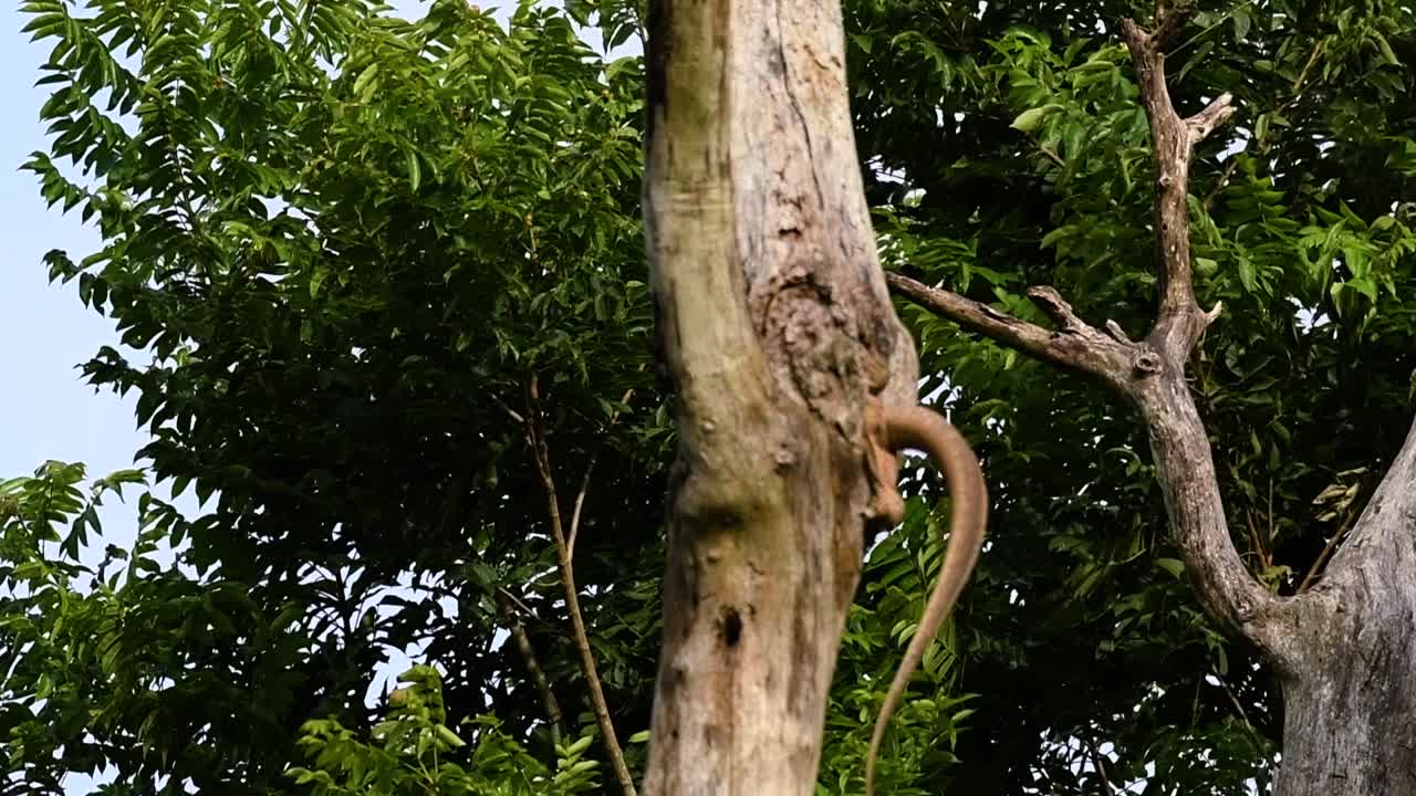 흐린 모니터 도마뱀은 태국과 아시아의 다른 국가에서 발견됩니다.