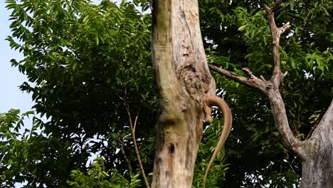 The-Clouded-Monitor-Lizard-is-found-in-Thailand-and-other-countries-in-Asia